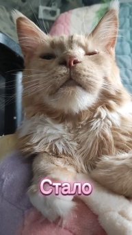 Голодный и несчастный #мейнкун #котики #котофейка #cat #веселыекоты #кот #видосыоткота #мейкун #коты