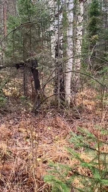 ДОЛГО ИСКАЛ,но НАШЁЛ МЕСТО ПАДЕНИЯ МЕТЕОРИТА