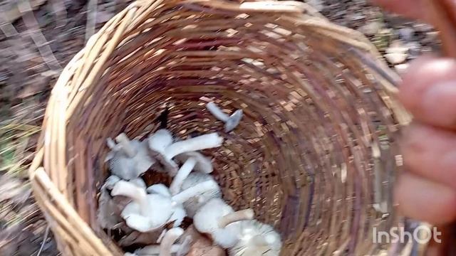 ✅09. 11.25 Вышли прогуляться в дубовой роще.