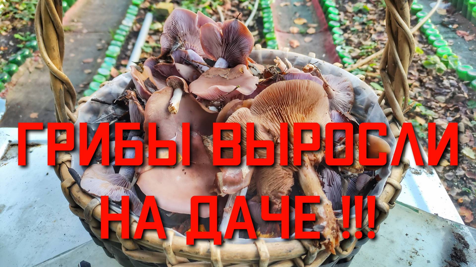 Собрали много грибов которые выросли прямо на даче