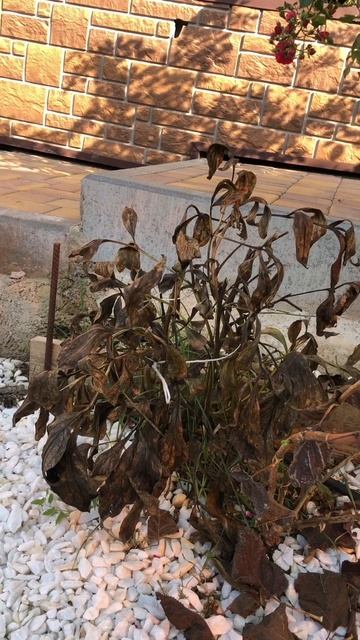 Когда обрезать Пион чтобы получить пышное цветение? #дача #садоводничество #сад #garden #plants