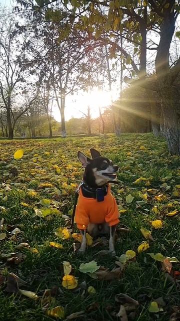 Осенний листопад или последние тёплые деньки🍂🍁 #ноябрь #листопад #русскийтой #красивоевидео #приро