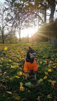 Осенний листопад или последние тёплые деньки🍂🍁 #ноябрь #листопад #русскийтой #красивоевидео #приро