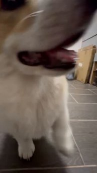 Джесси из CLAN IRONHORN GENRIETA GOLDY: освоение новой команды и тёплый привет зрителям!