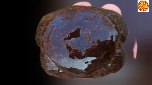 Окаменевший позвонок ( возможно кита цетотерия) и раковина гастроподы 🔥🔥🔥