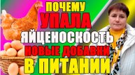 Почему у кур УПАЛА яйценоскость. Добавьте ЭТО в рацион питания курам.