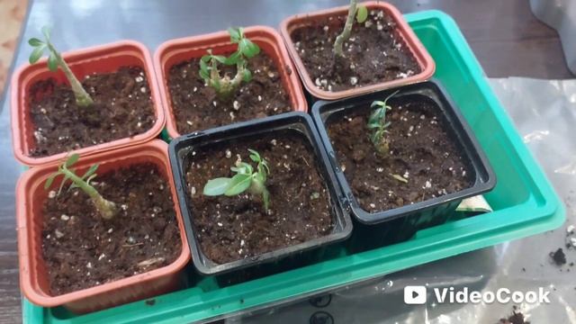 Домашний влог🏠Занялась пересадкой Адениумов🌸И за одно посеяла салат Типикал.👍