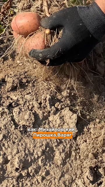 Идеальный сорт картофеля. Интервью с агрономом-селекционером хозяйства.