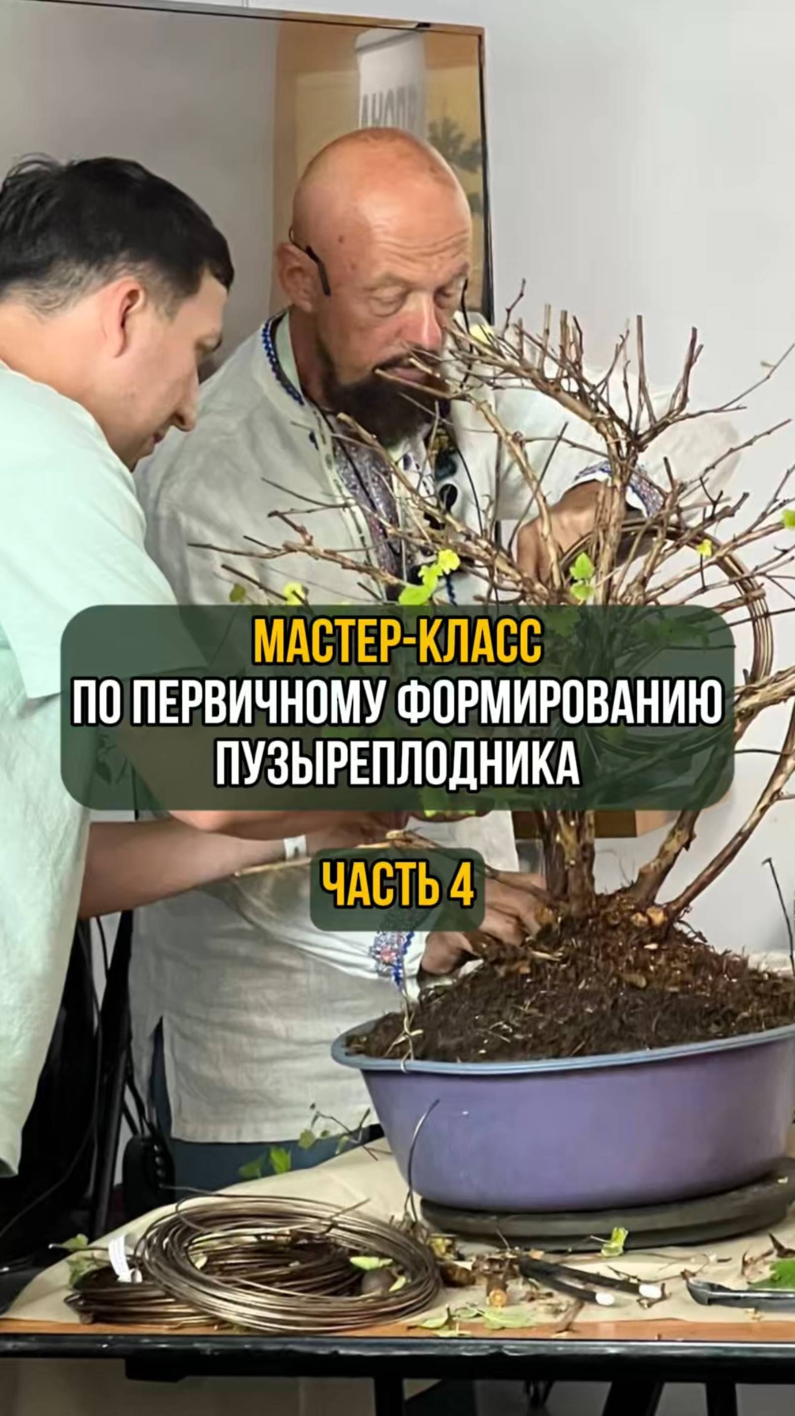 Мастер-класс по первичному формированию пузыреплодника. Часть 4