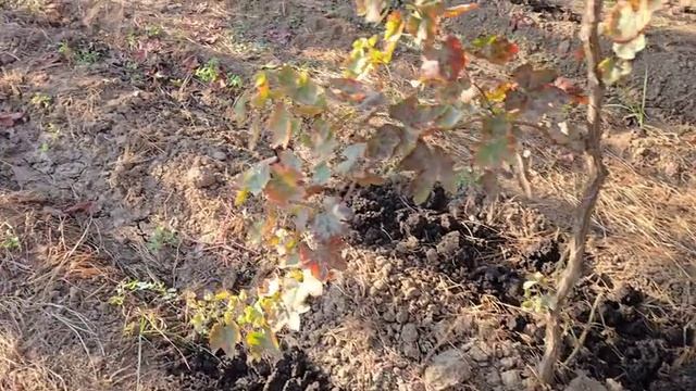 Ангури "Чудо"— зебо, ширин ва пурбаракат.
Бори аввал тобистон,
Бори дуюм — тирамоҳ ҳосил медиҳад. 💚