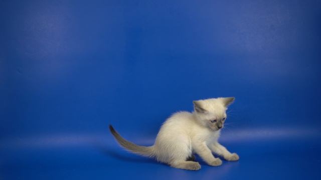 Тайский котик Nixon Gamlet, 1,5 месяца, блю-пойнт - ищет хозяев!