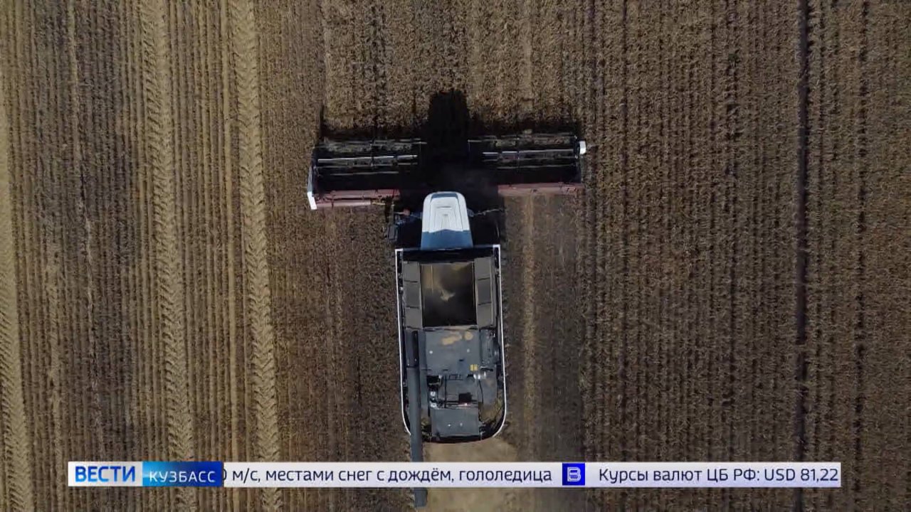 В Кузбассе собрали на 400 тысяч тонн зерна больше, чем в прошлом году
