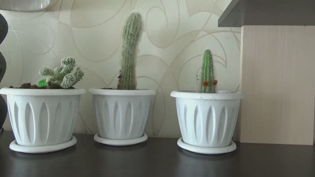 МОИ ЦВЕТЫ, пересадка кактуса мамиллярий, ЭТО БЫЛО НЕ ПРОСТО!