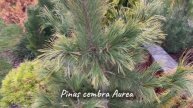Pinus cembra Aurea