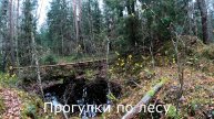 Прогулки по лесу. Навестил место утонувшей фотоловушки.