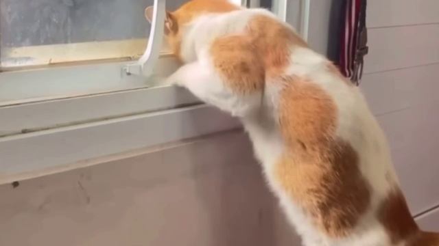 Сам себе хозяин😂