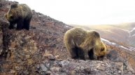 Медведи, живущие в высокогорье Алтая на границе с Монголией