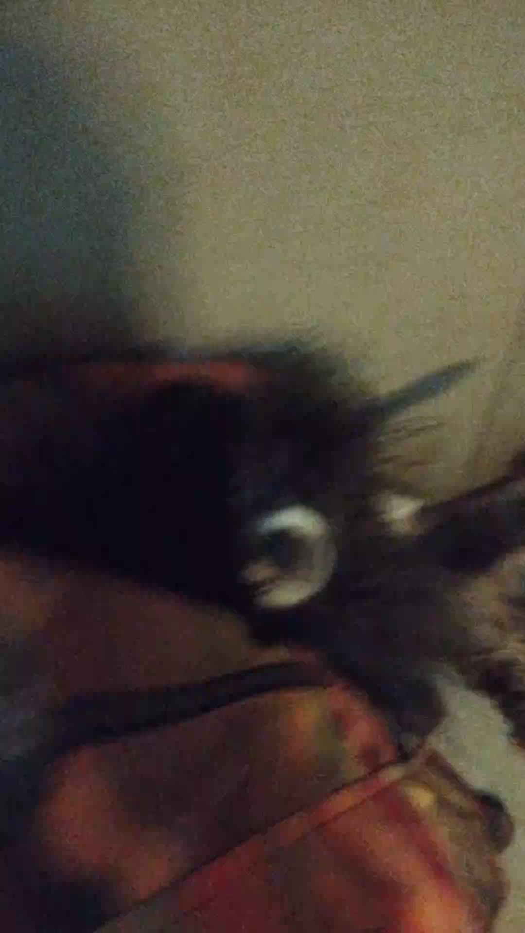 Мы идём гулять с собакой! | 10-ноя-2025