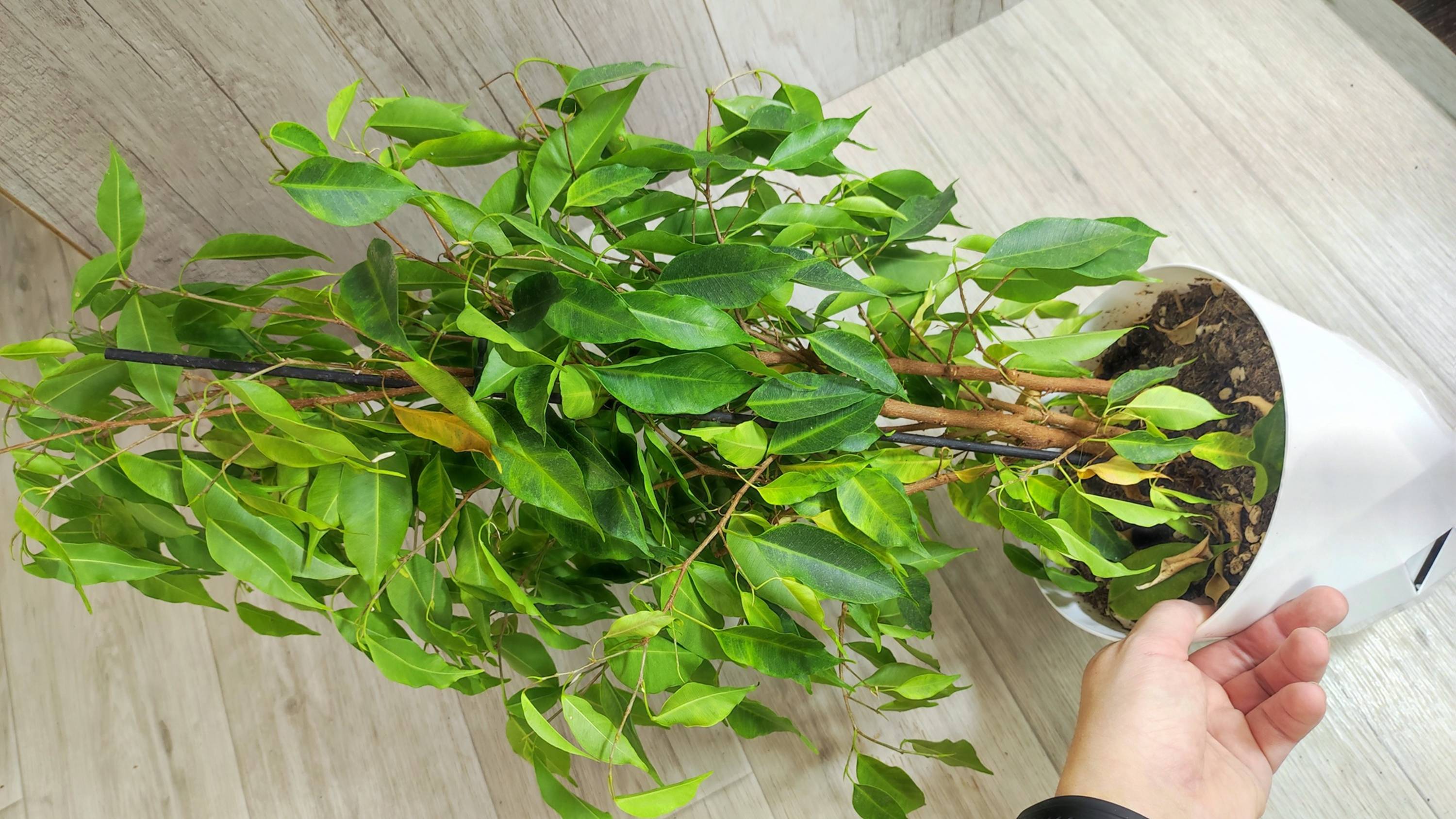 Фикус Бенджамина спасение, даже самый облысевший фикус вмиг оживет и позеленеет