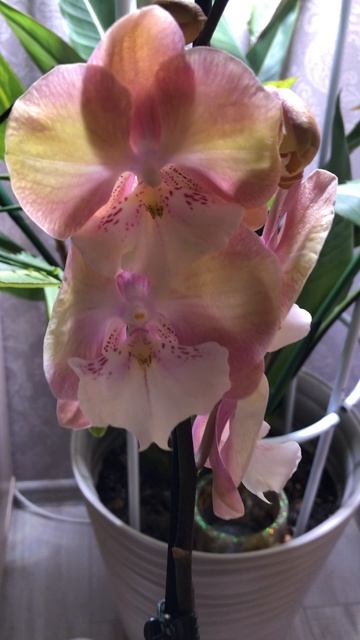 Красивое кашпо для прекрасной орхидеи из эпоксидный смолы своими руками