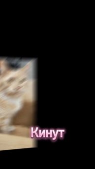 Парадокс деловых отношений #мейнкун #котики #котофейка #cat #веселыекоты #видосыоткота #мейкун #коты