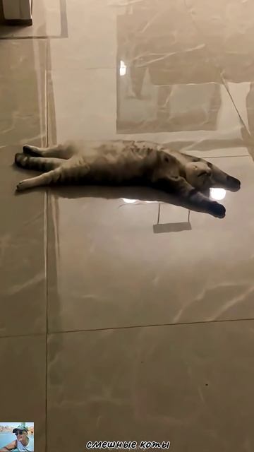 Роль котов в жизни сапиенсов