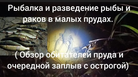 Рыбалка и разведение рыбы и раков в малых прудах ( обзор пруда и заплыв с острогой)