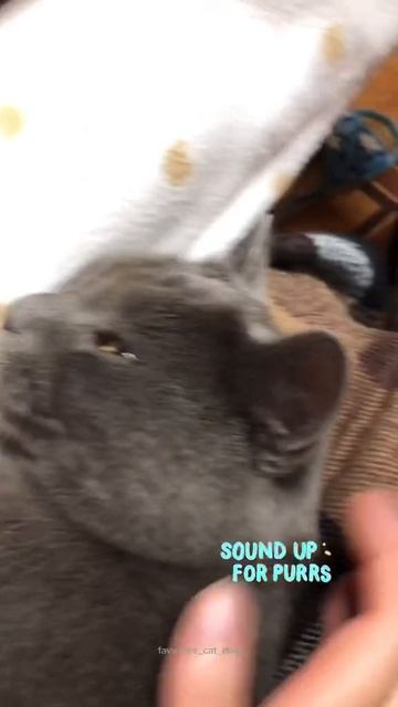 Purrr котик спит тарахтит под свою музыку мур-мур - Сильвестр маленький малыш