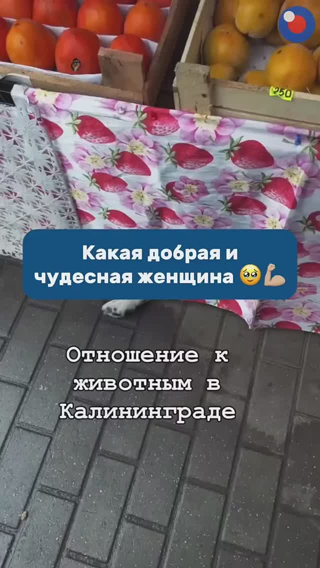 Как же повезло этим лапушкам с человеческой мамой ❤️