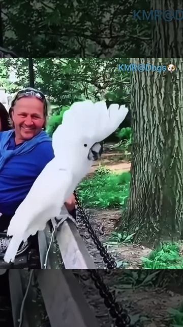 Агрессивный пёс😠🤣