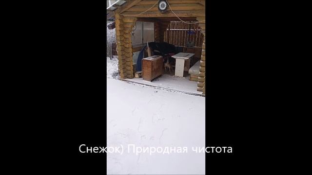Собака. Том