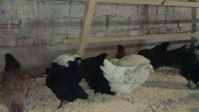 С деревенским добрым утром,друзья.