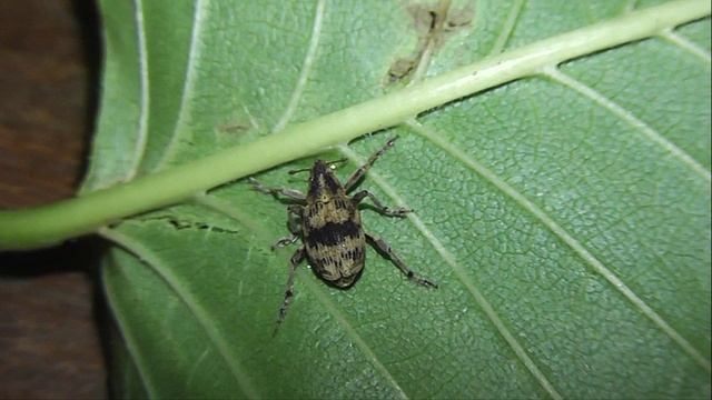 ИНСЕКТАРИЙ: 406. Тапинотус Перевязанный (Tapeinotus sellatus)