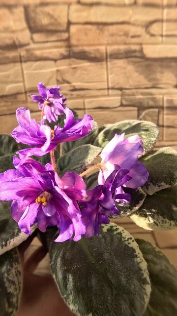 ЕК-Шанжан Фиалка 19 10 25г