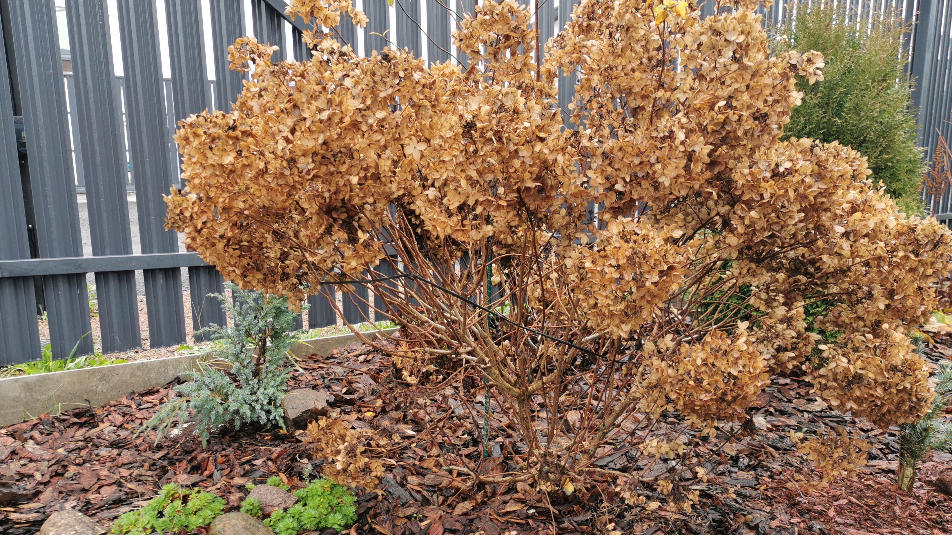 Осенняя обрезка метельчатых гортензий Тач оф Пинк, Гарденлайт Редлайт, Строуберри Блоссом, Полестар