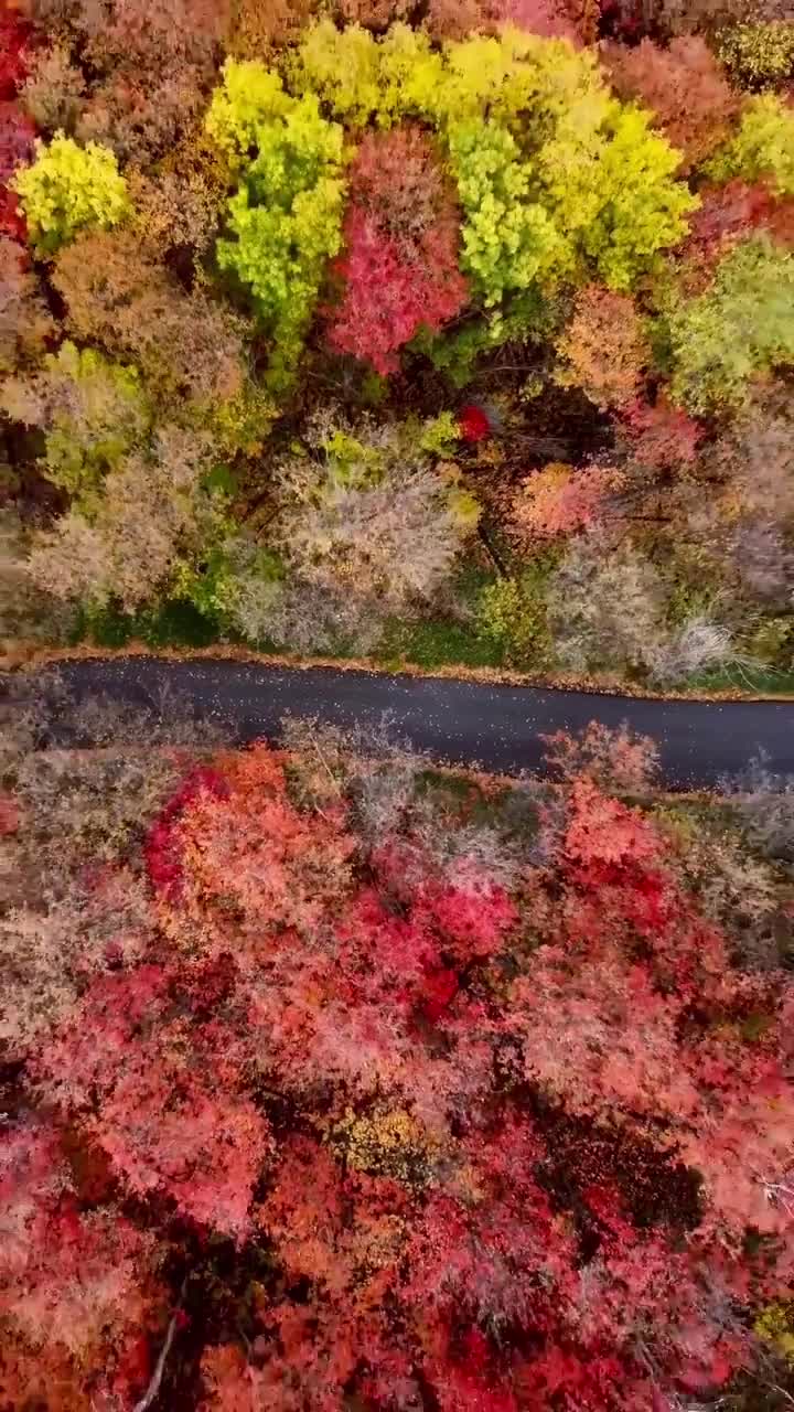 #дорога #лес