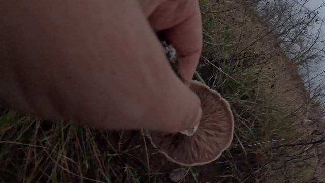 ОТец ищет грибы 9 ноября 25г