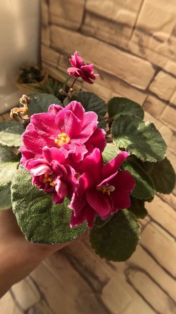 Фиалки ЛЕ-Сюрприз Зимы, Последняя Любовь Самурая, Хлопок 19 10 25г