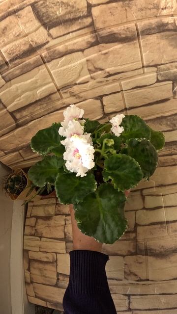 Фиалки НК-Лилон Лила, Р-Ярило Люкс, ЛЕ-Одалиска 19 10 25г