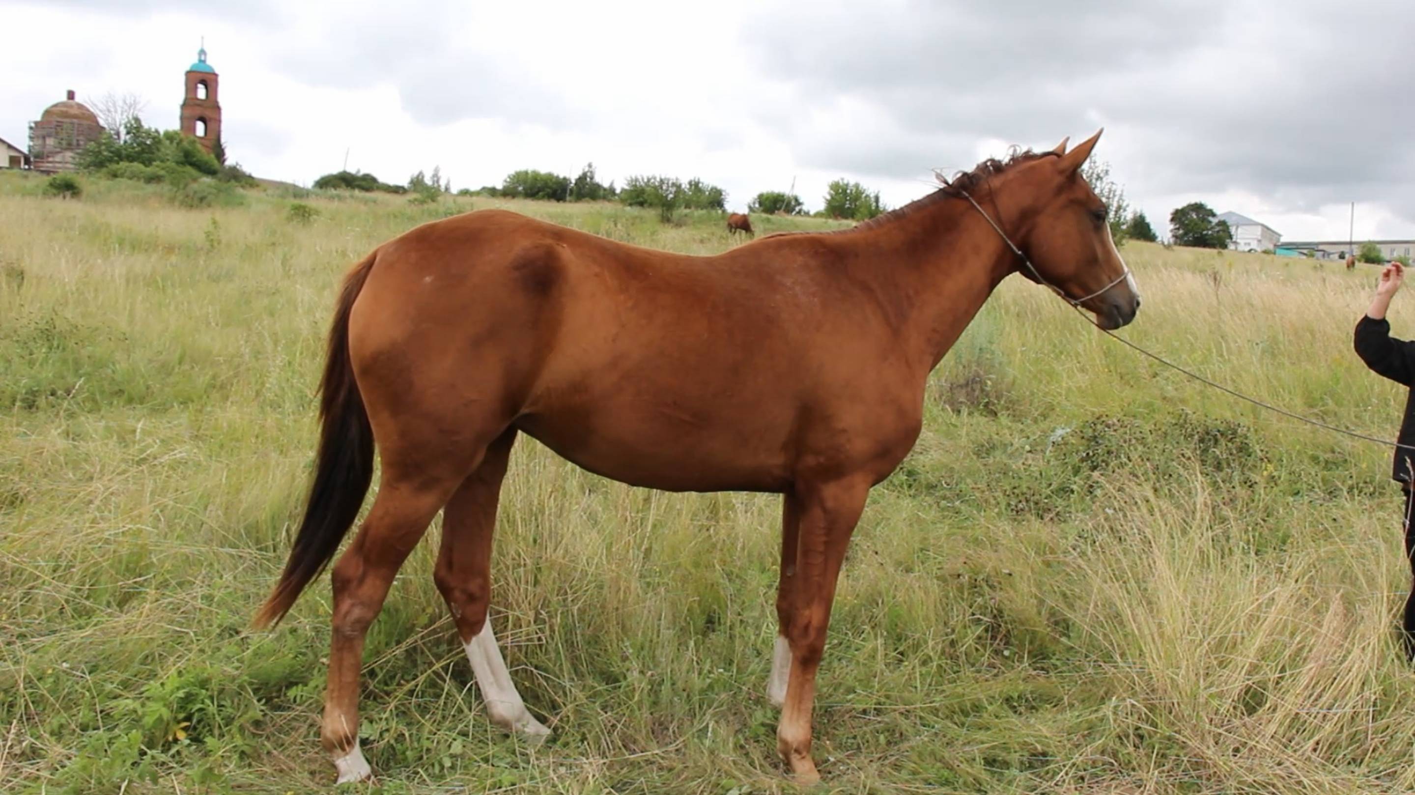 Предлагается на продажу будёновская кобыла БиБи.