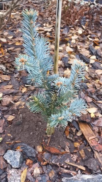 Пихта субальпийская Компакта. Восток Ленобласти