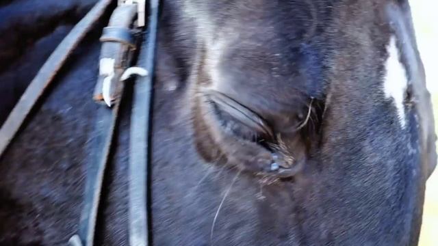 Проект "Ожившее слово" стихотворение Габдуллы Тукая «Национальные мелодии»