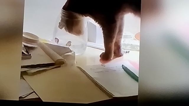 приколы с котиками и собачками