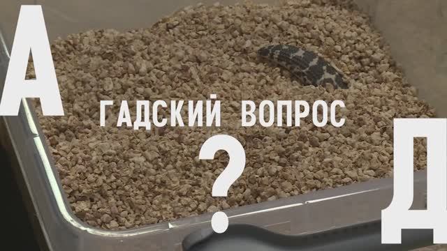 Между прочим. Гадский вопрос. Можно ли жабу трогать руками?