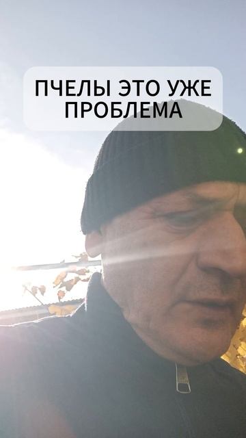 ПЧЕЛЫ МОГУТ ИСЧЕЗНУТЬ