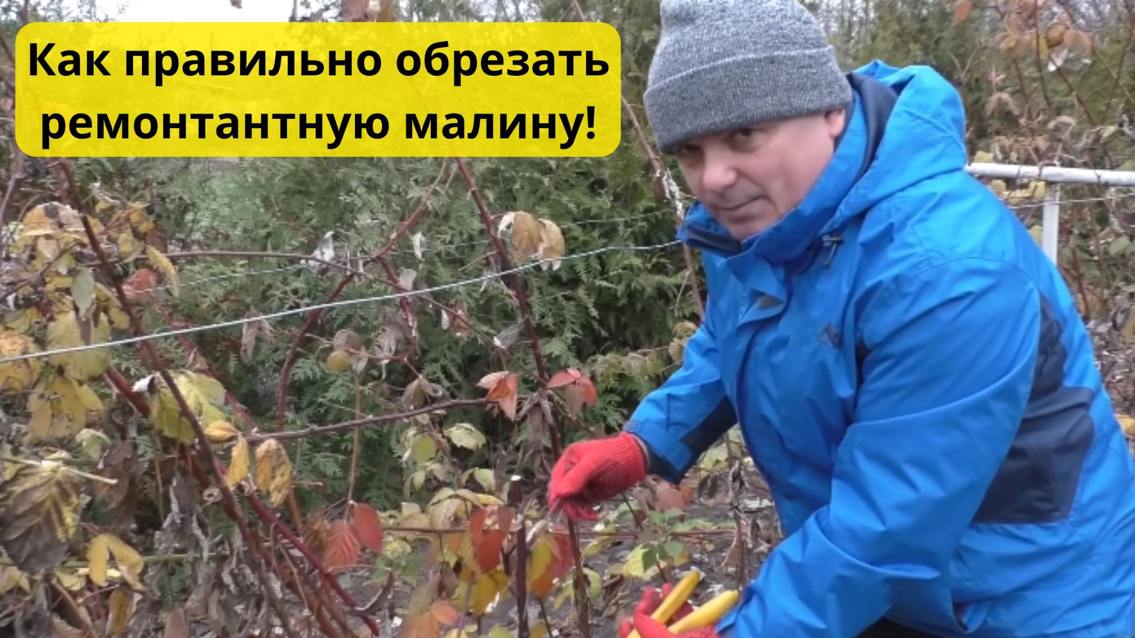 Когда и как обрезать малину осенью Два отличных способа.