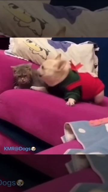 Я тебя не люблю, я тебя обожаю😠🥰😂