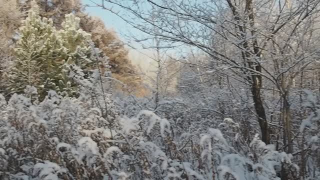 Зимой в Новосибирском дендропарке.