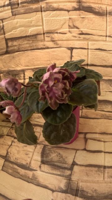 Фиалка Dn-Рахат-Лукум 19 10 25г