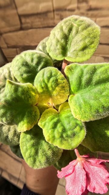 ЕК ЖАРА Фиалка 19 10 25г